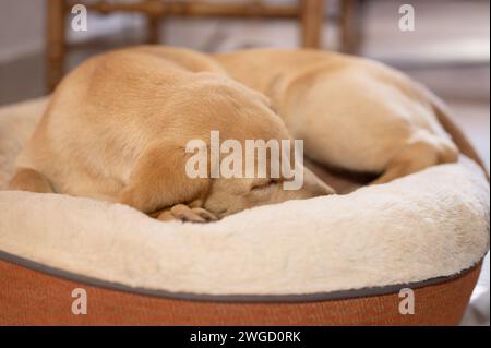 Adorabile cucciolo labrador che dorme sul cuscino sullo sfondo della casa Foto Stock