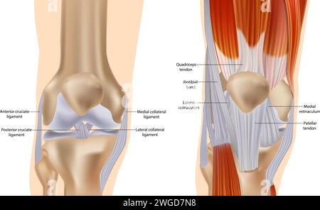 Anatomia del ginocchio inclusi legamenti, cartilagine e menisco. Anatomia dettagliata dell'articolazione del ginocchio. Muscoli e tendini Illustrazione Vettoriale