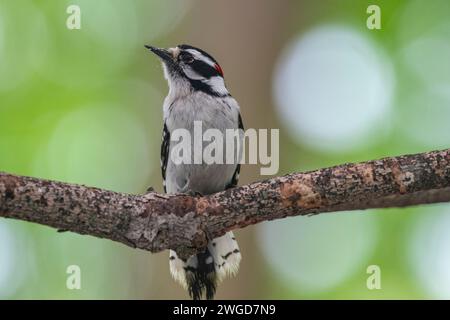 Maschio Downy, picchio, Dryobates pubescens, su un ramo in cerca di cibo Foto Stock