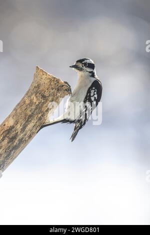 Maschio Downy, picchio, Dryobates pubescens, su un tronco d'albero in cerca di cibo Foto Stock