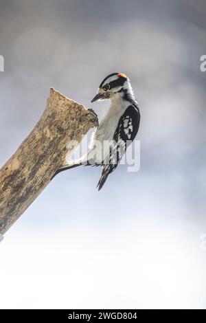 Maschio Downy, picchio, Dryobates pubescens, su un tronco d'albero in cerca di cibo Foto Stock