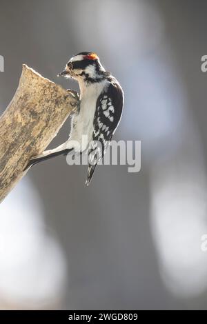 Maschio Downy, picchio, Dryobates pubescens, su un tronco d'albero in cerca di cibo Foto Stock