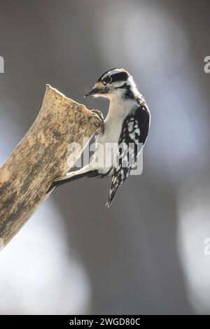 Maschio Downy, picchio, Dryobates pubescens, su un tronco d'albero in cerca di cibo Foto Stock