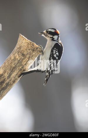 Maschio Downy, picchio, Dryobates pubescens, su un tronco d'albero in cerca di cibo Foto Stock