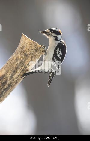 Maschio Downy, picchio, Dryobates pubescens, su un tronco d'albero in cerca di cibo Foto Stock