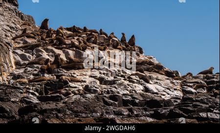 Otarie orsine sulle rocce nell'Oceano meridionale, Bruny Island Foto Stock