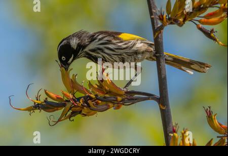 New Holland honeyeater, Phylidonyris novaehollandiae, nutrirsi di lino neozelandese, Tasmania. Foto Stock