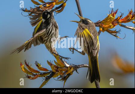 Due honeyeaters del New Holland, Phylidonyris novaehollandiae, combattono contro il lino neozelandese, Tasmania. Foto Stock