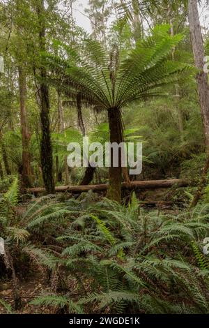 Felci di alberi morbidi, Dicksonia antarctica, nella foresta pluviale temperata di Mavista sull'isola di Bruny. Tasmania. Foto Stock