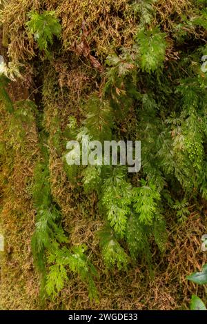 Felce filmica lucida, Hymenophyllum flabellatum con fronde fertili, che crescono abbondantemente nella foresta pluviale in Tasmania. Foto Stock