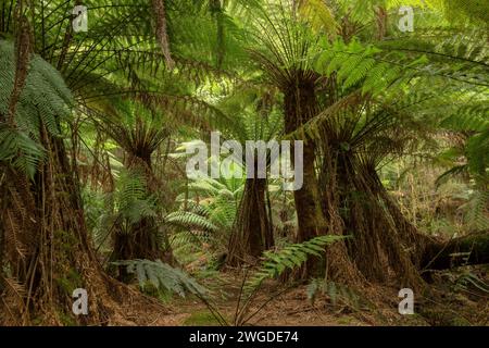 Felci di alberi morbidi, Dicksonia antarctica, nella foresta pluviale temperata di Mavista sull'isola di Bruny. Tasmania. Foto Stock