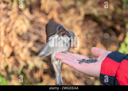 Sparrow mangia semi dalla mano di un uomo. Un uccello Sparrow seduto sulla mano e mangiare noci. Foto Stock