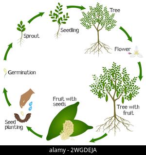 Ciclo di crescita di una pianta di calce delle dita isolato su sfondo bianco. Illustrazione Vettoriale
