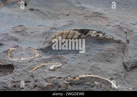 Conchiglie fossilizzate di bivalvi o vongole sporgono da una formazione rocciosa in California. Foto Stock