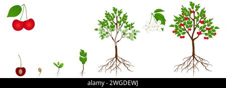 Il ciclo di crescita di un ciliegio è isolato su uno sfondo bianco. Illustrazione Vettoriale