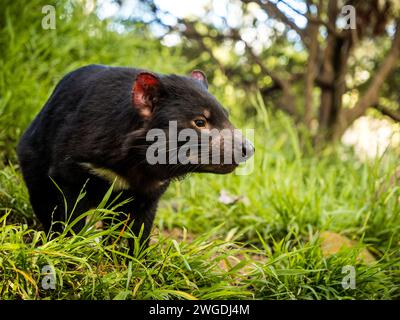 Il diavolo della Tasmania in una giornata di sole Foto Stock