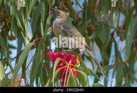 Little wattlebird, Anthochaera chrysoptera, on Yellow Gum, Eucalyptus leucoxylon, Foto Stock