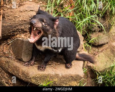 Il diavolo della Tasmania che barava i denti Foto Stock