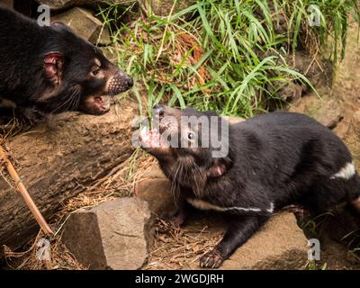 Sorelle del diavolo della Tasmania che lottano per il cibo Foto Stock