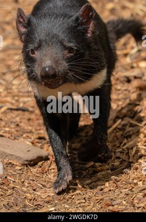 Diavolo della Tasmania, Sarcophilus harrisii, caccia. Tasmania. Foto Stock