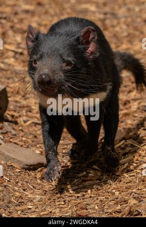 Diavolo della Tasmania, Sarcophilus harrisii, caccia. Tasmania. Foto Stock