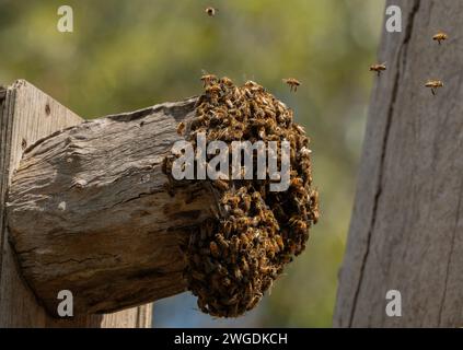 Nido attivo di api e miele in scatola artificiale, Tasmania. Foto Stock