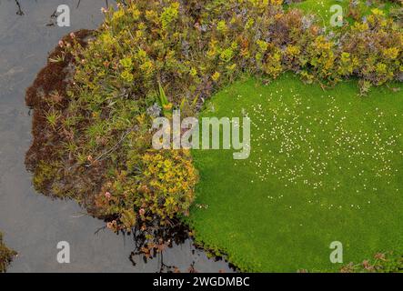 Snow Cushion, Donatia novae-zelandiae, in fiore su una palude con felce corallina alpina, Gleichenia alpina, sul picco Hartz, negli altopiani dei Monti Hartz Foto Stock