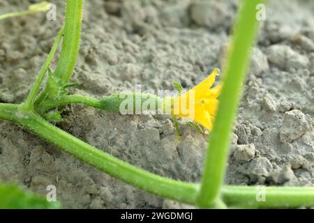 Piantagione con cetrioli. Sui lunghi steli dei cespugli di cetriolo sono apparsi fiori gialli e un set di frutta. Foto Stock