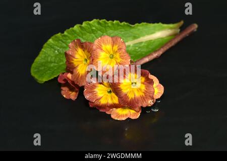 Un fiore di primula marrone giace su uno sfondo nero. Biglietto d'auguri. Foto Stock