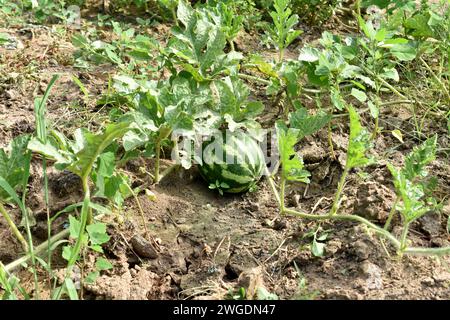 Piantagione di anguria nel giardino. Primo piano anguria verde non matura. Foto Stock