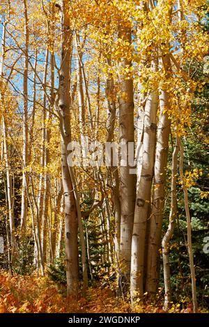 Autunno, Aspen Grove, sotto la luce del sole Foto Stock