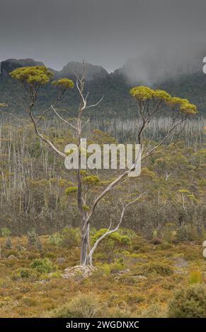 Gomme della neve della Tasmania, Eucalyptus coccifera, albero sull'Hartz Peak negli altopiani dei Monti Hartz, Tasmania. Foto Stock