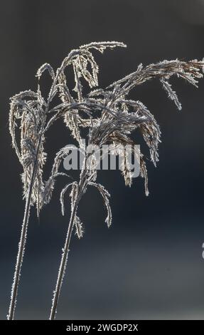 Canne comuni, Phragmites communis, teste di semi in una mattinata gelata, Somerset. Foto Stock