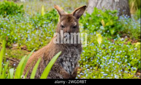 Wallaby nell'habitat naturale, Bruny Island Foto Stock