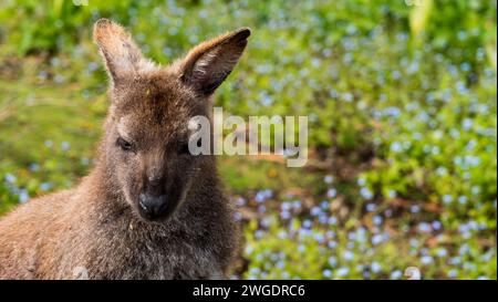 Wallaby nell'habitat naturale, Bruny Island Foto Stock