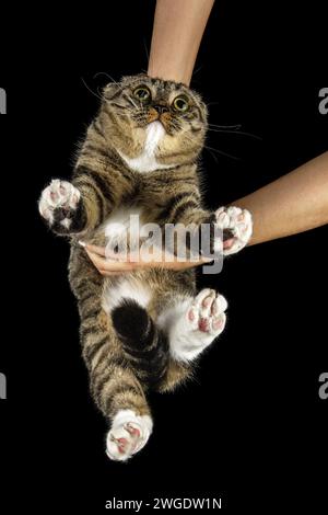 Un gatto scontento viene sollevato tra le braccia del suo proprietario, una foto dal basso su uno sfondo nero. Foto Stock