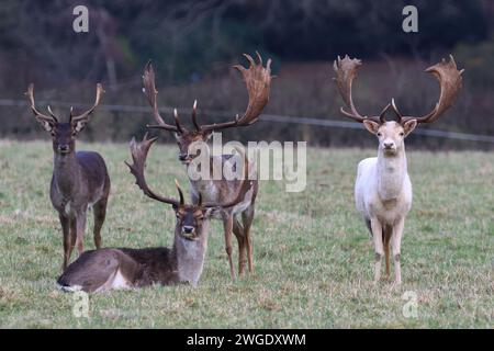 Cervo a riposo maschile (cervo) Foto Stock