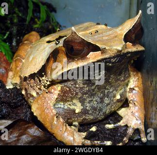 Rana corna dal naso lungo, rana corna malese, Zipfelkrötenfrosch, Grenouille cornue asiatique, Megophrys nasuta, szarvasbéka Foto Stock