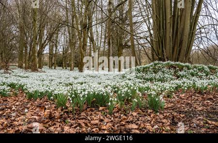 Un gruppo di fiori di gocce di neve fioriscono in un ambiente boschivo Foto Stock
