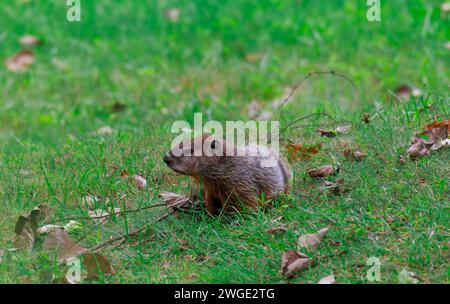 Un maiale nell'erba verde di un cortile o di un campo Foto Stock