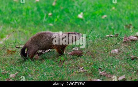 Un maiale nell'erba verde di un cortile o di un campo Foto Stock