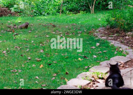 Un maiale nell'erba verde di un cortile o di un campo con un gatto nero che lo guarda in primo piano Foto Stock