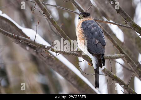 Il falco di Cooper riposa su un persico durante l'inverno. Foto Stock