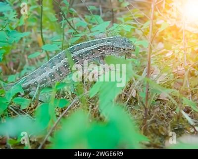 Lucertola orientale nell'erba, crogiolandosi al sole. Foto Stock