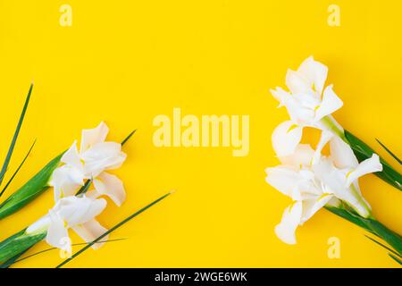 Iris fiori su sfondo giallo Foto Stock