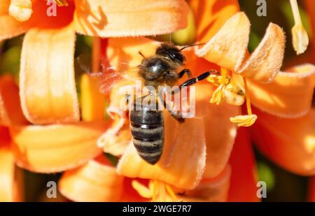 Un'ape da miele occidentale o ape da miele europea (Apis mellifera) sta polinizzando e raccogliendo il nettare da una pirostegia venusta, comunemente nota come fiamma Foto Stock