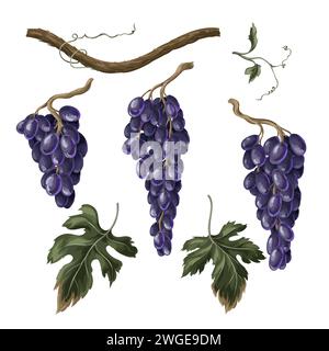 Rami di uva blu isolati. Vettore. Illustrazione Vettoriale