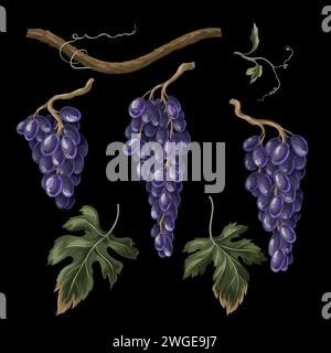 Rami di uva blu isolati. Vettore. Illustrazione Vettoriale