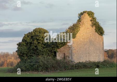 Casa abbandonata in mezzo a un campo ricoperto di piante Foto Stock