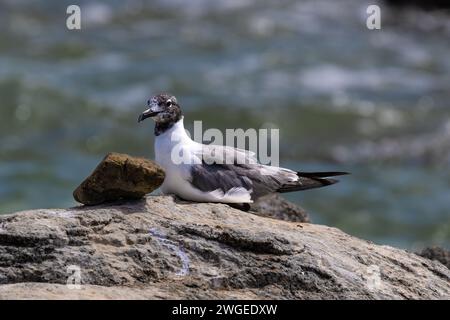 Gabbiano ridendo (Leucophaeus atricilla) seduto sulla roccia, al largo dell'isola di Aruba. Oceano sullo sfondo. Foto Stock